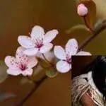 ornamental-plum -Cherished moments