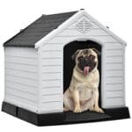 Dog in House