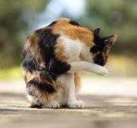 cats - just thinking