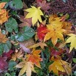 Autumn leaf colors (lg)