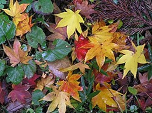 Autumn leaf colors (lg)