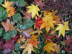 Autumn’s Quiet Lessons on Change and Constancy: Nature’s Reflection